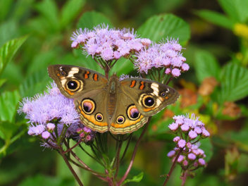 Common Buckeye